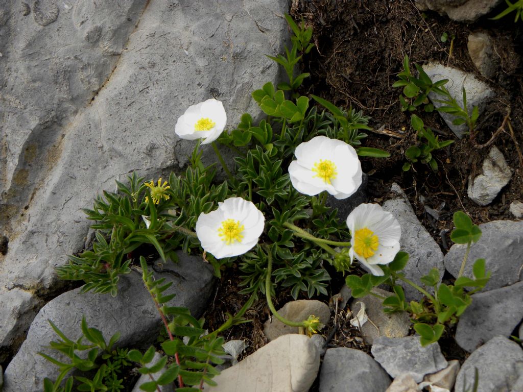 Ranunculus seguieri? S